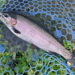 たまには数釣りを ～高島の泉～